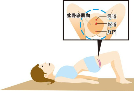 盆底肌肉鍛鍊是如何緩解膀胱過度活動症症狀的？